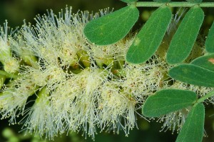 Acacia-Rigidula-blackbrush