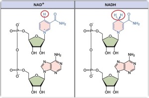 NAD+ metanolic
